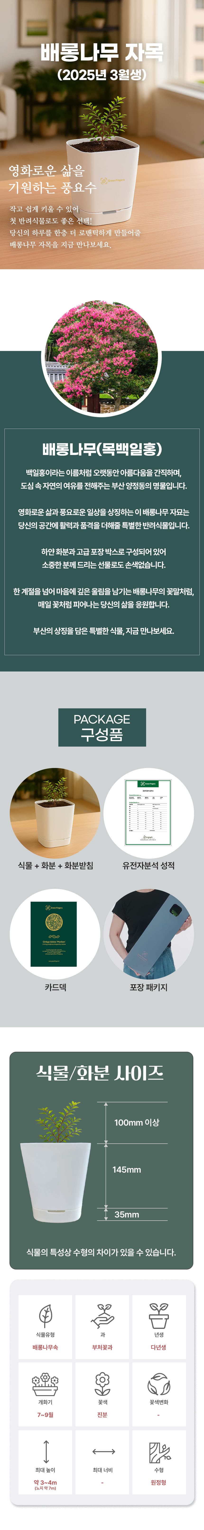소나무 자목 상세
