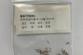 울릉국화 변천사 울릉국화 변천사