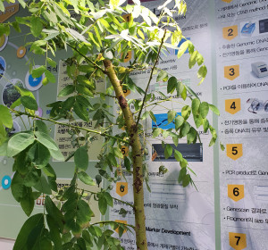 황금회화나무 잎마름