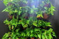 숲을 들인다 | 셀프 그린월, self greenwall