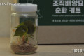 반려식물 키우기, 알로카시아 아즈라니 반려식물 키우기, 알로카시아 아즈라니
