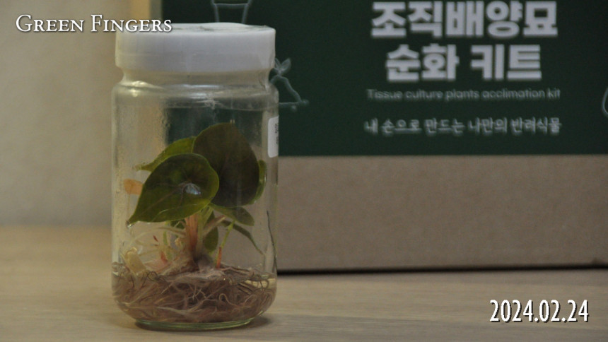 조직배양묘키트_알로카시아_아즈라니_002.jpg